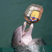 dolphin-crown.jpg