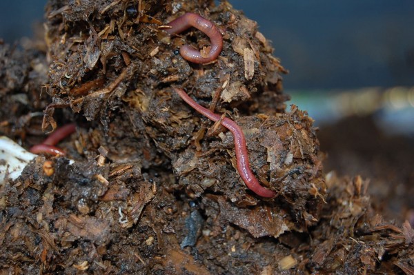 Vers dans du compost immature de 6 mois