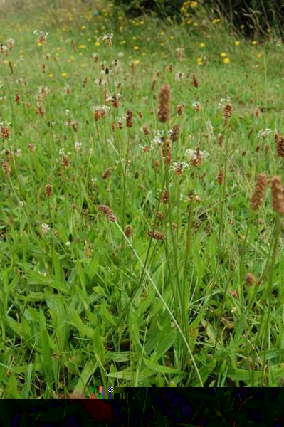 DSC_1105plant-lancÃ©ol.jpeg