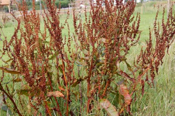 DSC_1120rumex.jpeg